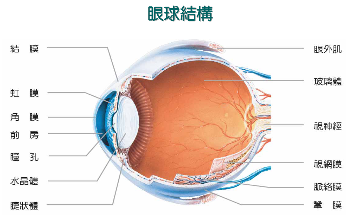 眼球结构